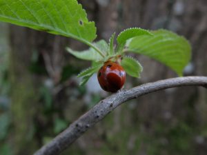 coccinelle