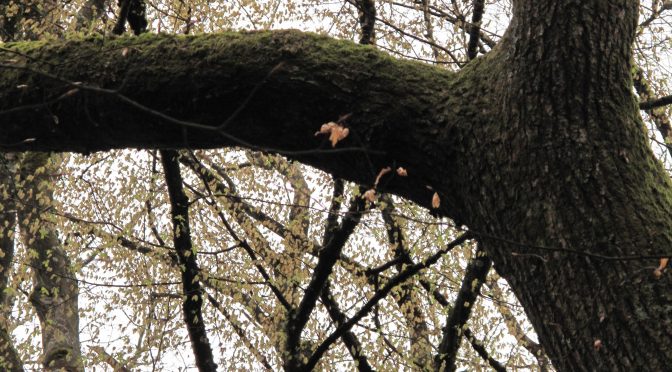 double branche
